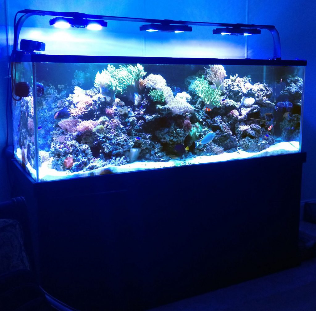 Aquarium Installation Thumbnail Aquarium Installation Thumbnail